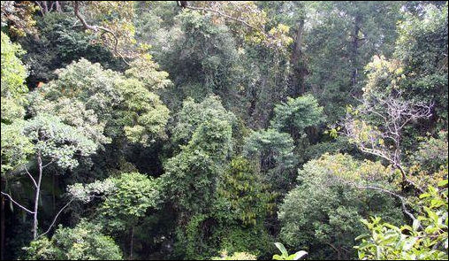 20110306-canopy mongabay malaysia0464.JPG